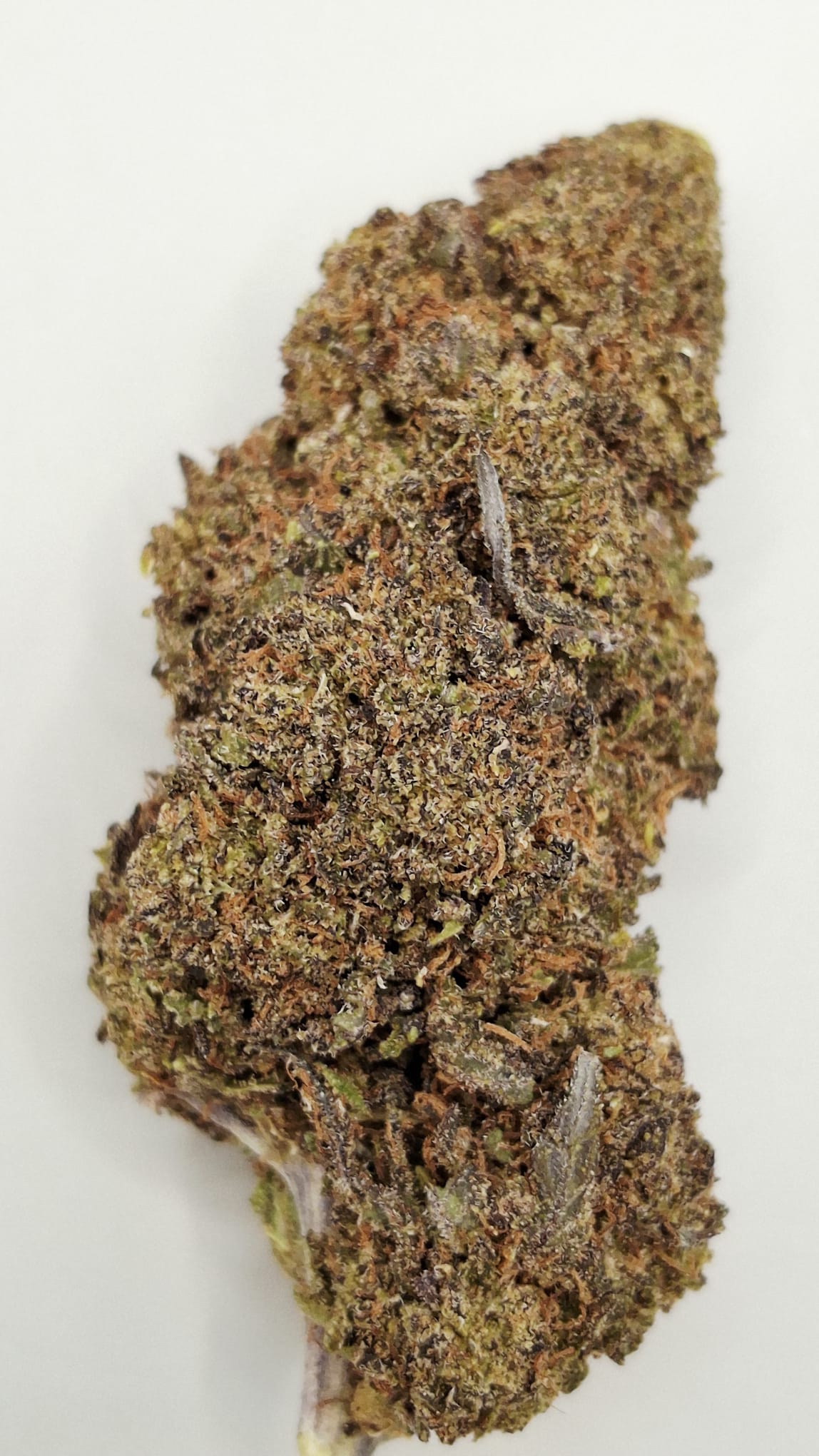 Black Pepper2