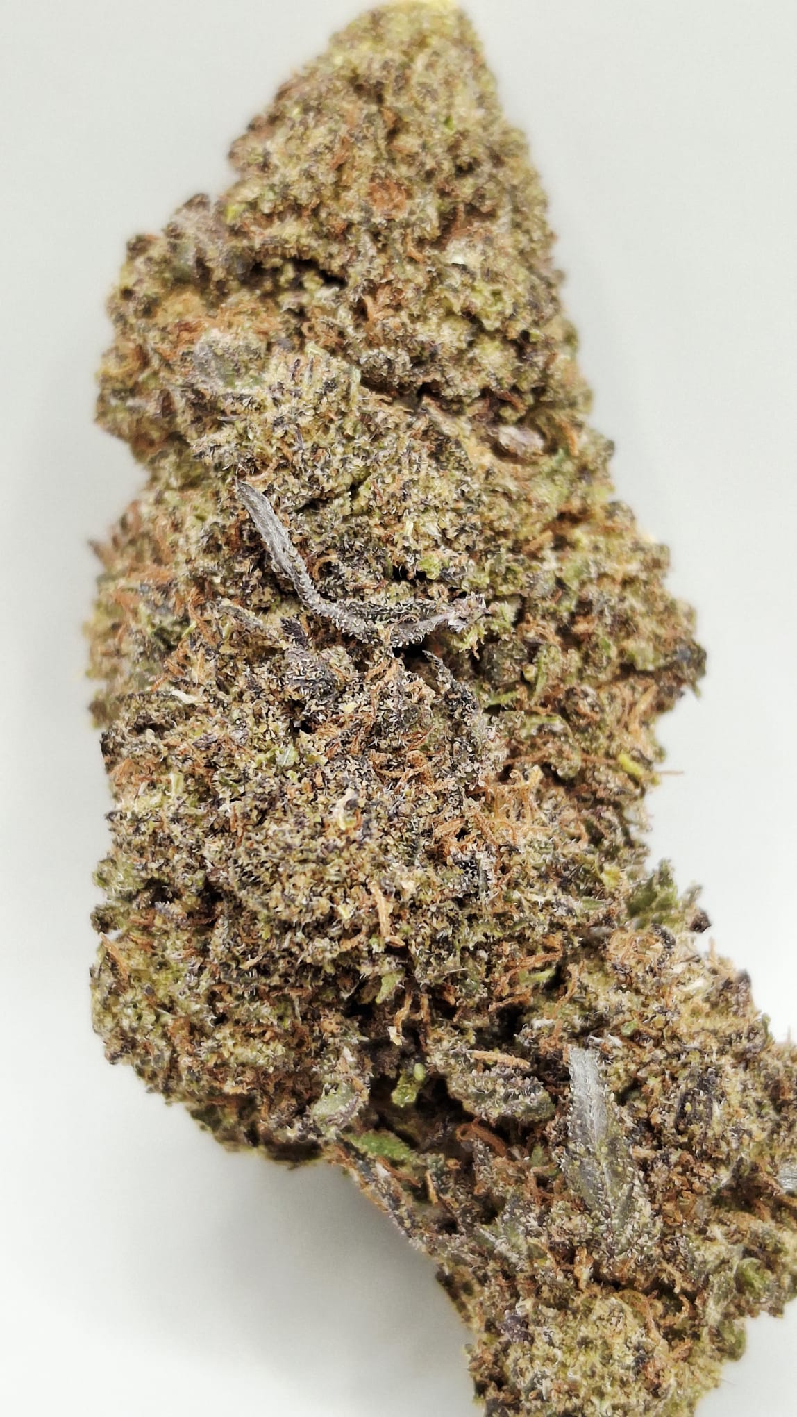 Black Pepper3