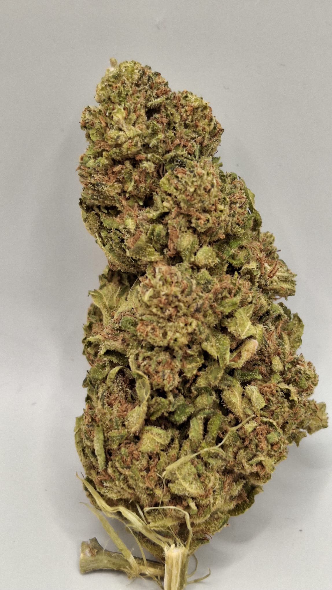 Mimosa CBD