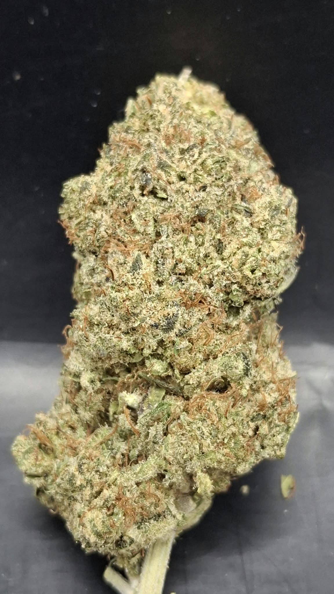 BB CHEESE CBD
