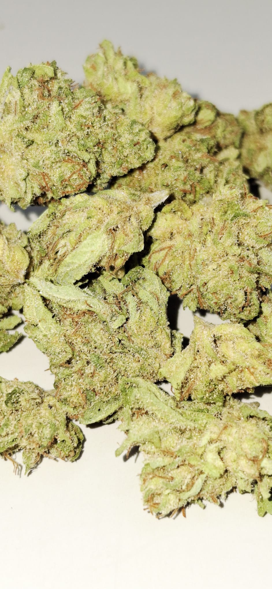 Cherry Pie Small Bud